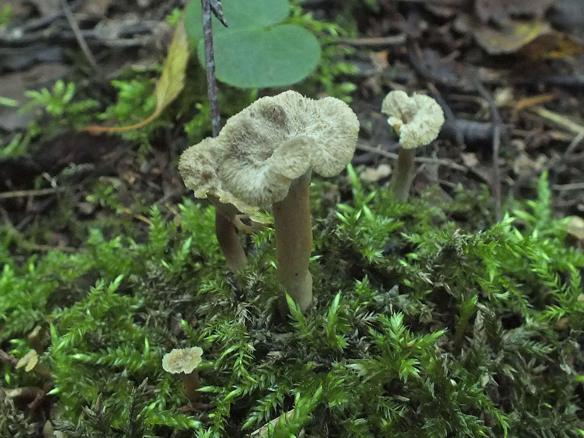 Plancia ëd Craterellus undulatus