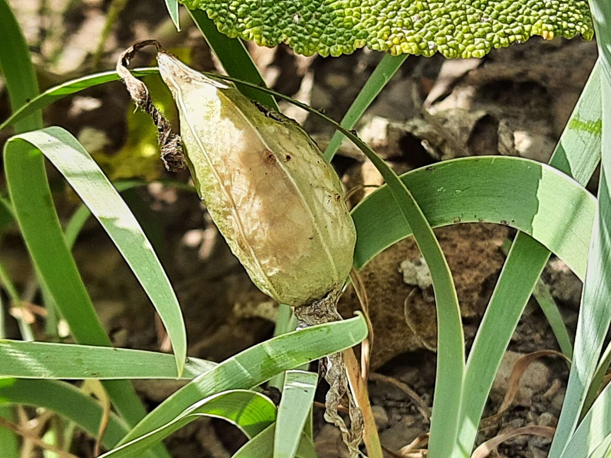 Image of Iris timofejewii Woronow