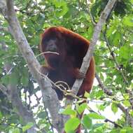 Image of Bolivian Red Howler Monkey