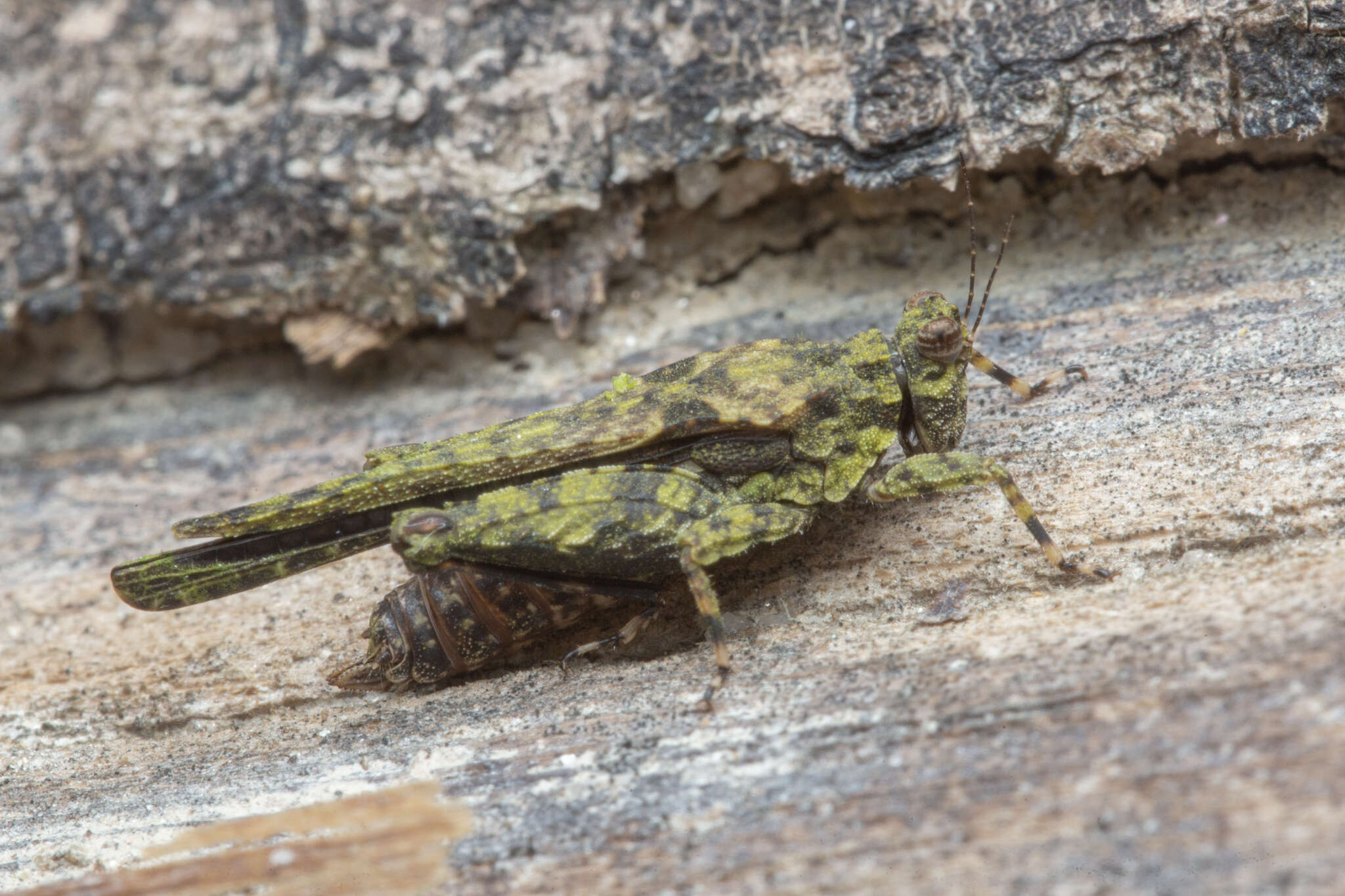 Image of Lamellitettigodes contractus (Bolívar & I. 1887)