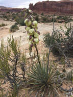 Image of Yucca harrimaniae Trel.