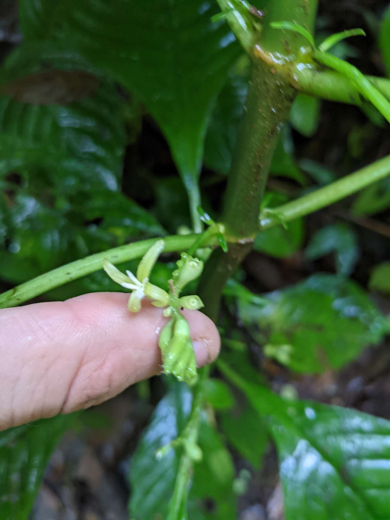 Image of Hoffmannia viridis Rusby