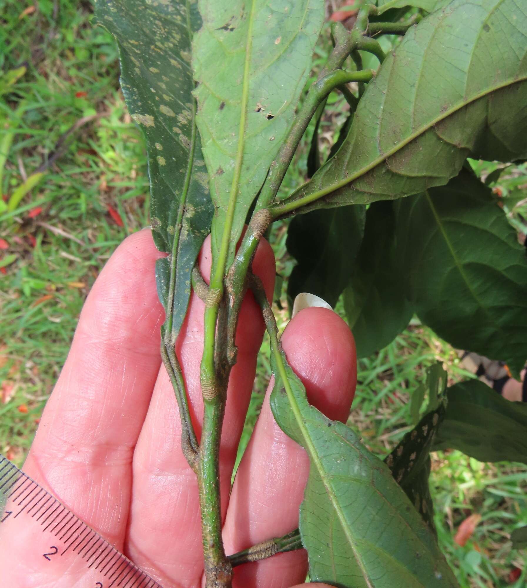 Image of Forest bead-string