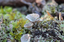 Image of Mealy Pixie-cup Lichen