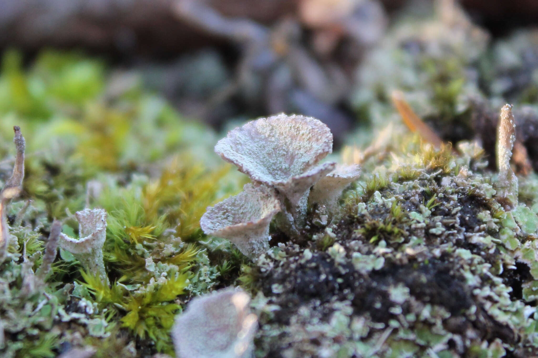 Image of Mealy Pixie-cup Lichen