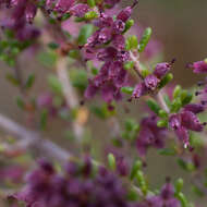 Image of Erica puberuliflora E. G. H. Oliver