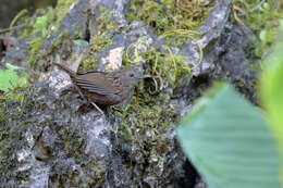 Image of Streaked Wren-Babbler