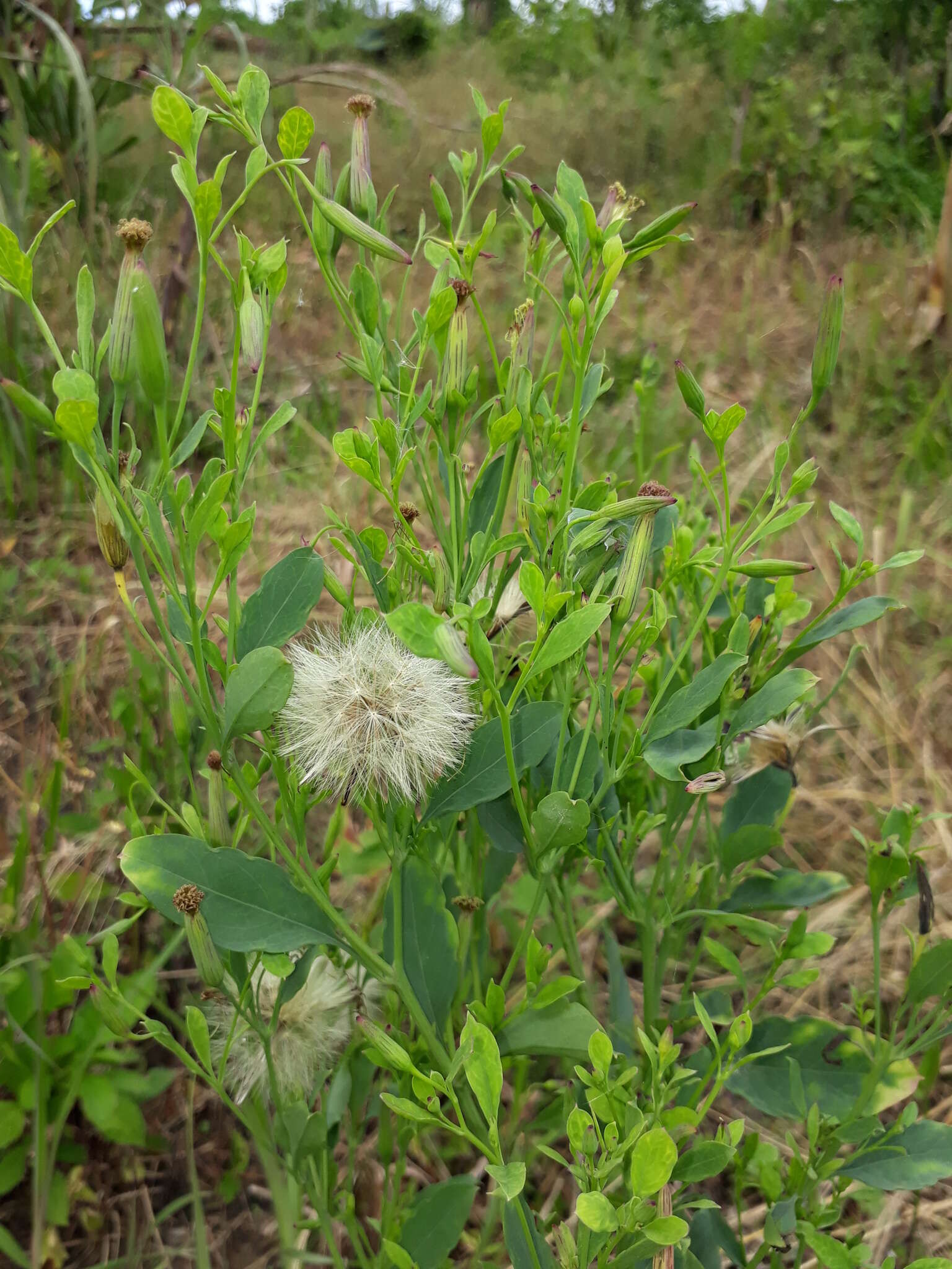 葩葩洛的圖片