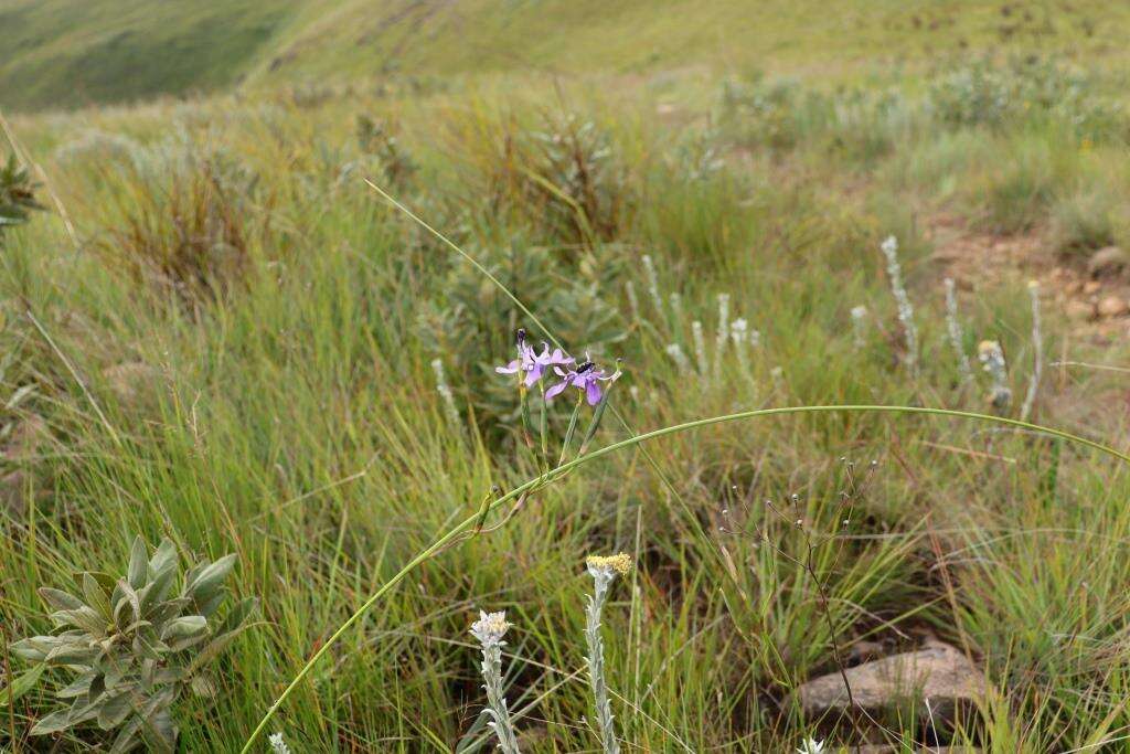 Moraea inclinata Goldblatt resmi