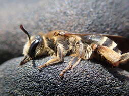 Image of Andrena pandellei Pérez 1895