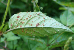 Imagem de Puccinia circaeae Pers. 1794