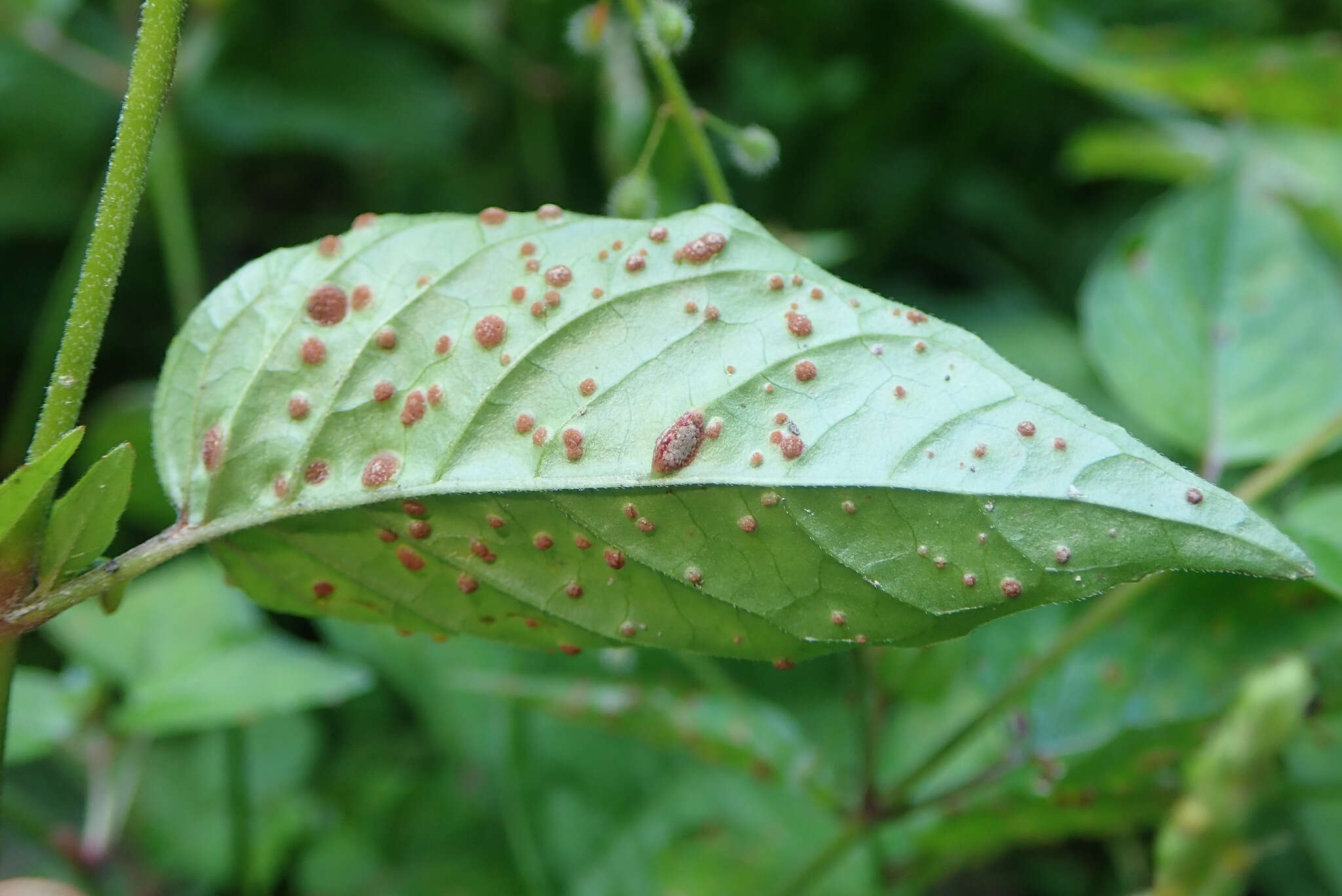 Plancia ëd Puccinia circaeae Pers. 1794