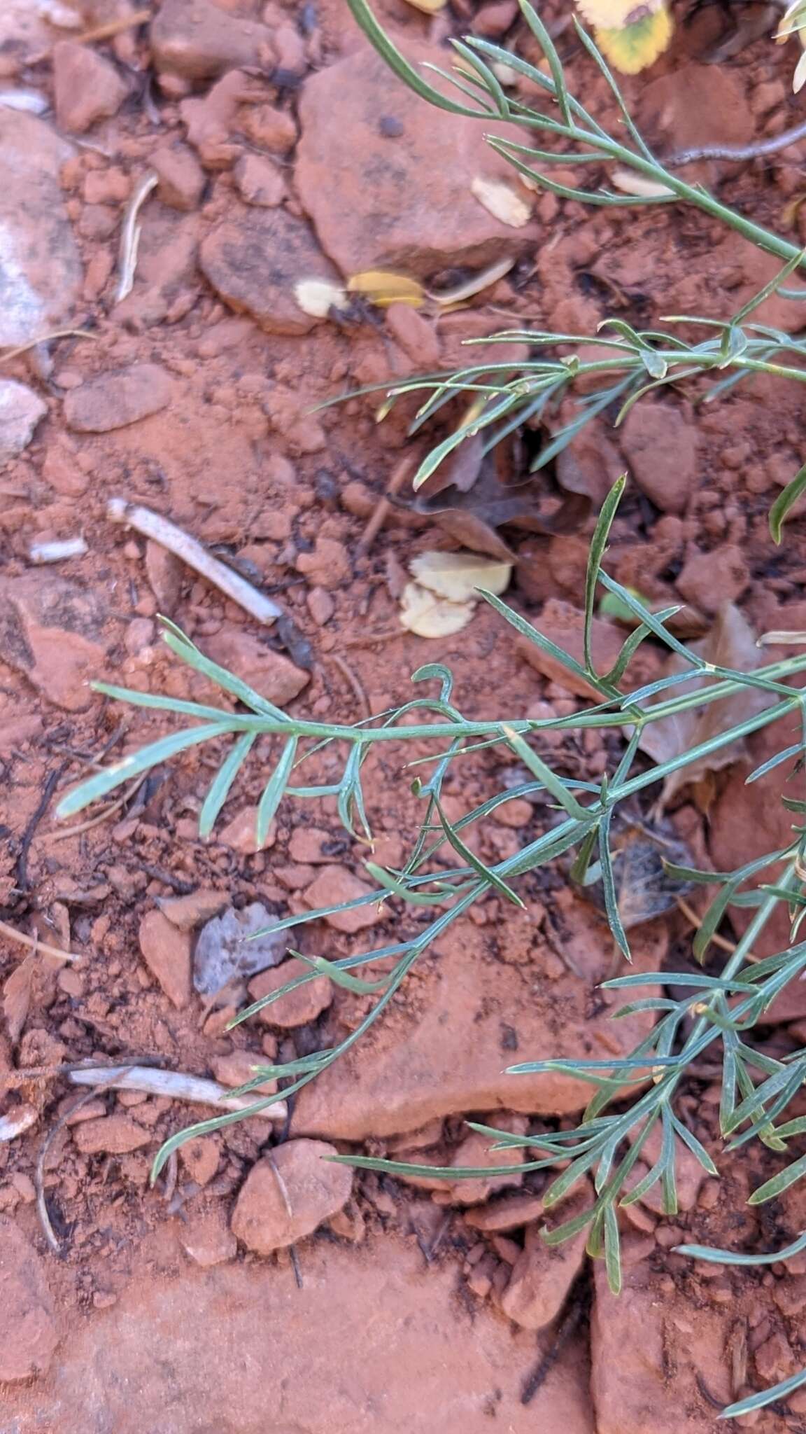 Image of alpine biscuitroot