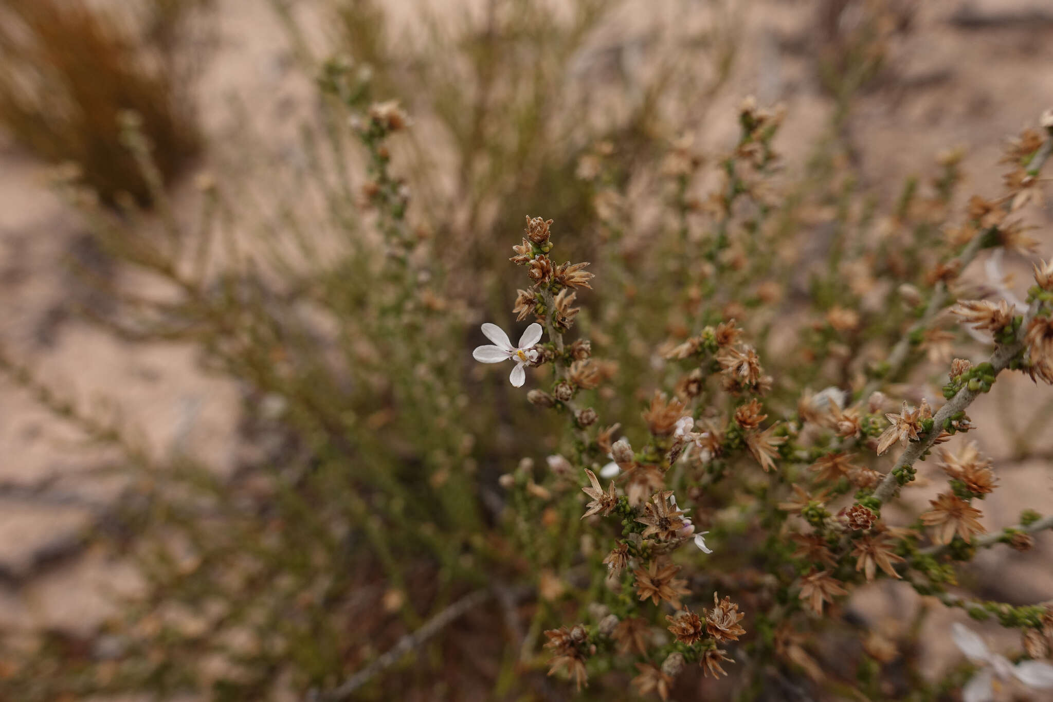 Olearia lepidophylla (Pers.) Benth. resmi