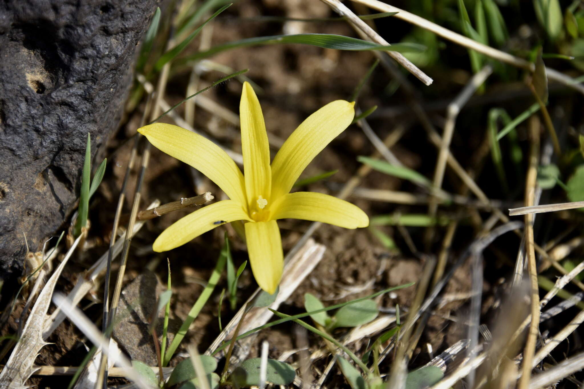 Image of Slender Sternbergia