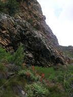 Image of candelabra aloe