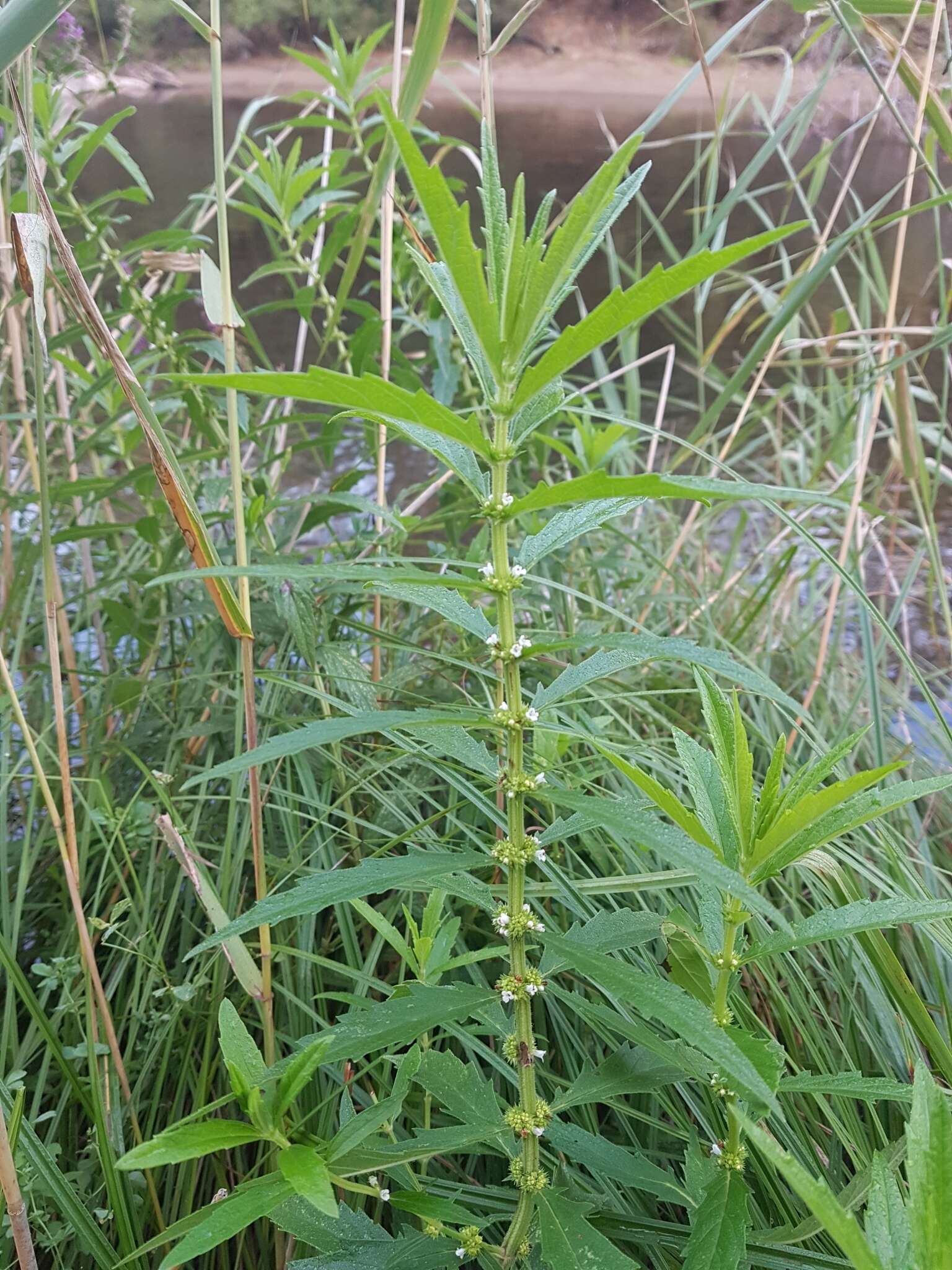 Image of Australian gypsywort