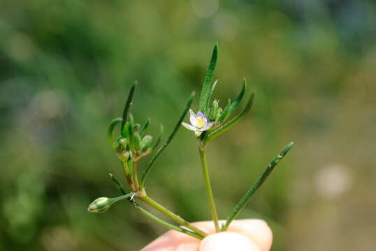 Plancia ëd Spergularia marina (L.) Besser