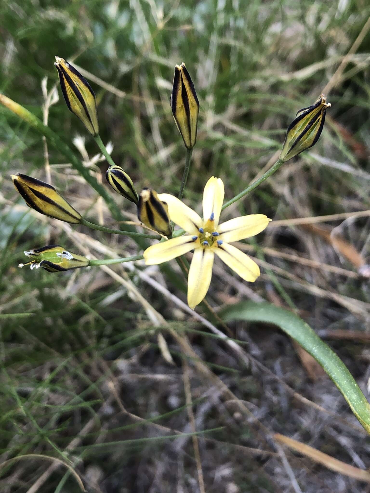 Image of Dudley's triteleia