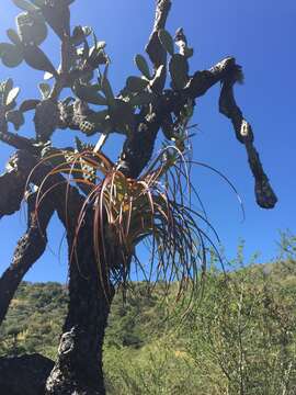 Image de Tillandsia calothyrsus Mez