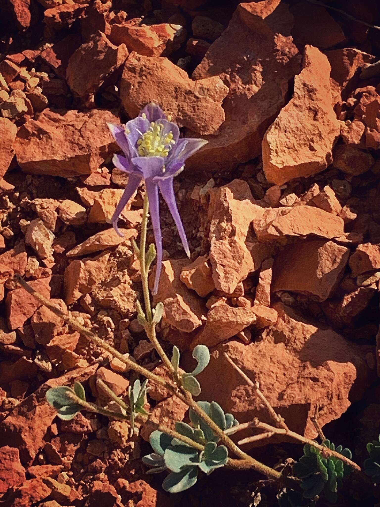 Image of Utah columbine