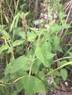 Sivun Teucrium vesicarium Mill. kuva