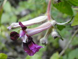 Image of Cuphea koehneana Rose