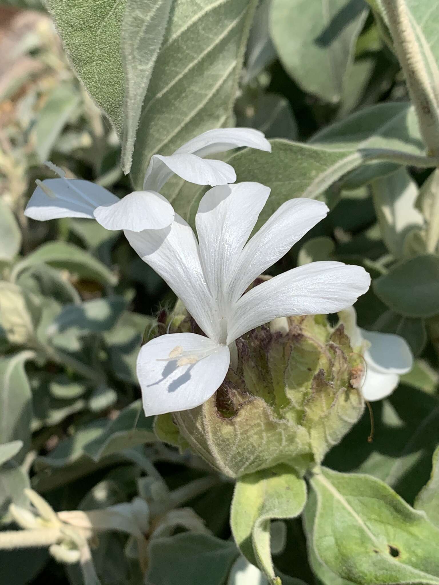 Image of Barleria albostellata C. B. Cl.