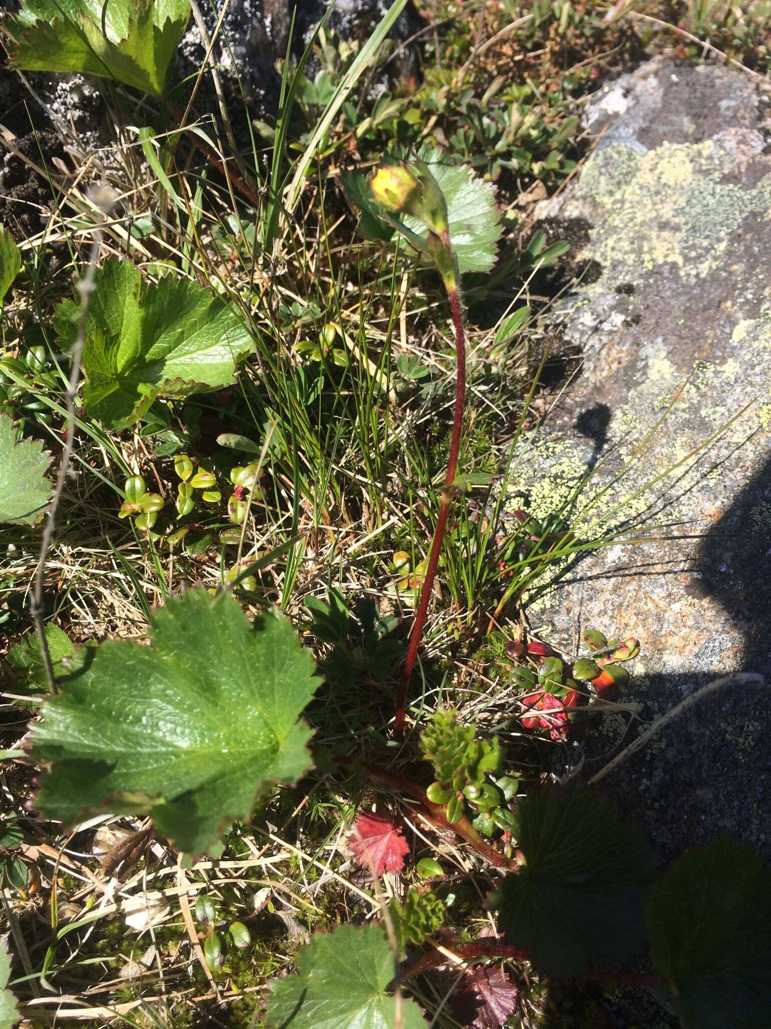 Image of Mountain Avens