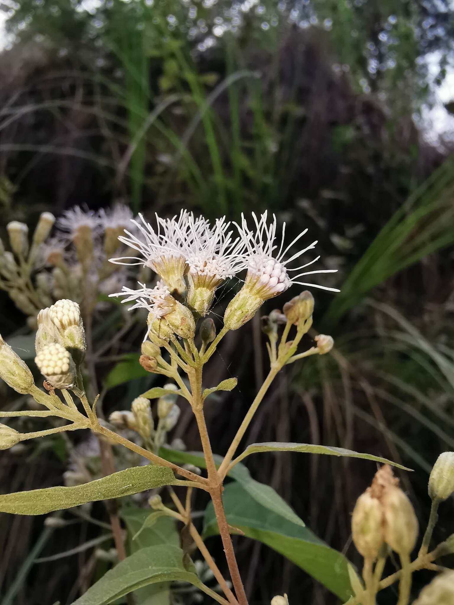 Sivun Chromolaena collina (DC.) R. King & H. Rob. kuva