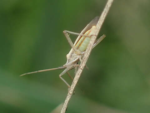 Image of Two-spined Grass Bug