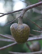 Imagem de Annona reticulata L.