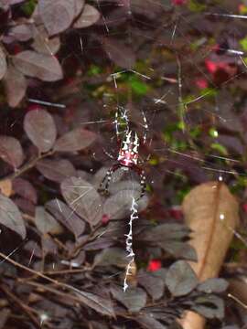 Imagem de Argiope ocula Fox 1938