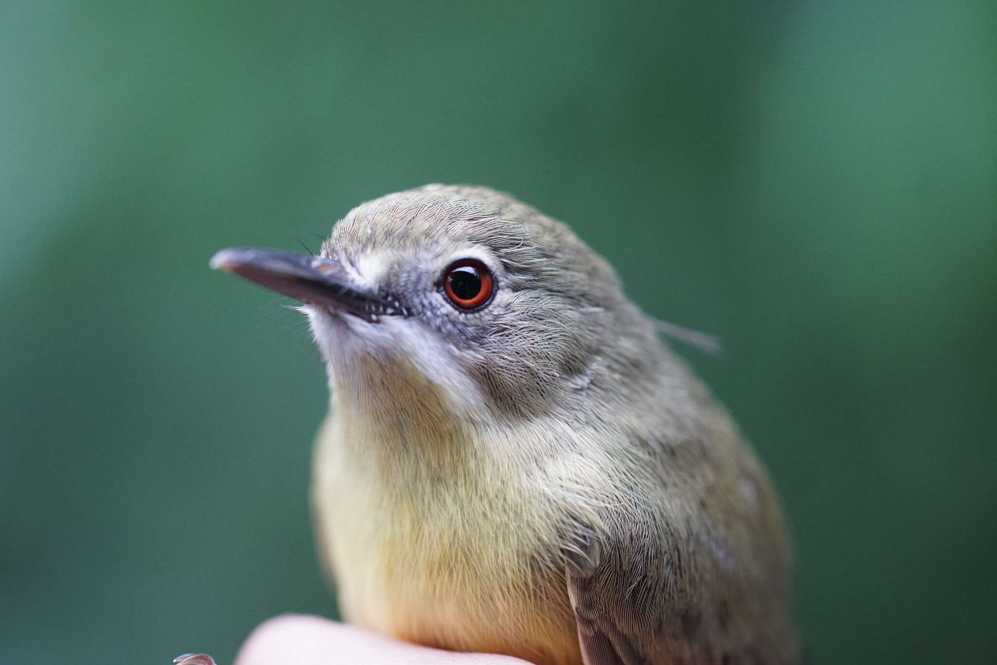 Image of Gerygone palpebrosa flavida Ramsay & EP 1877