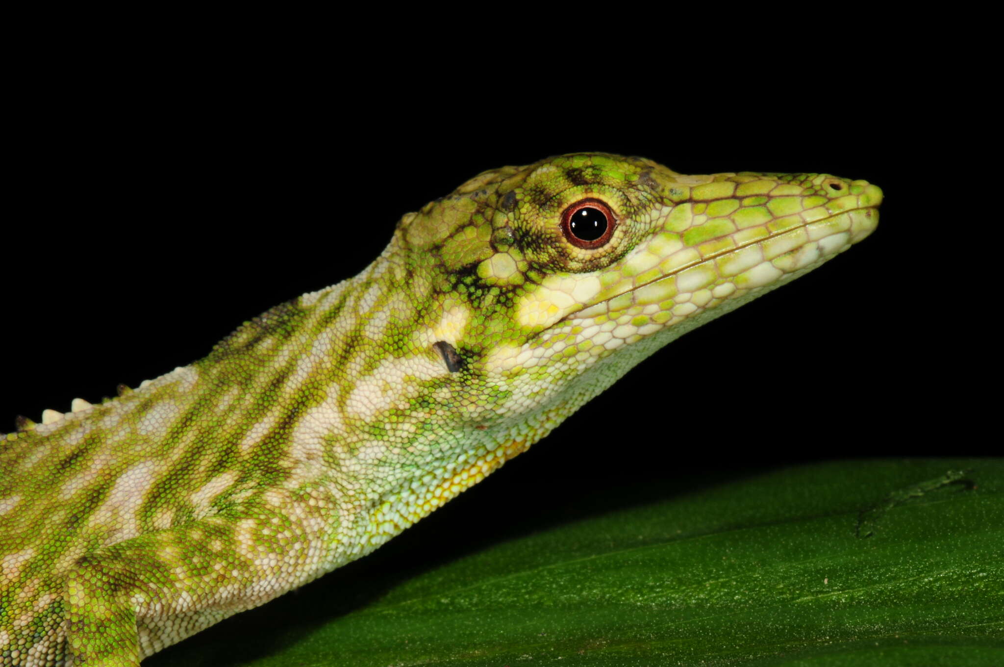 Image of Orces' Andes Anole