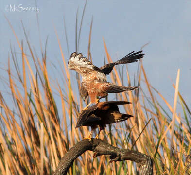 Image of African Marsh Harrier