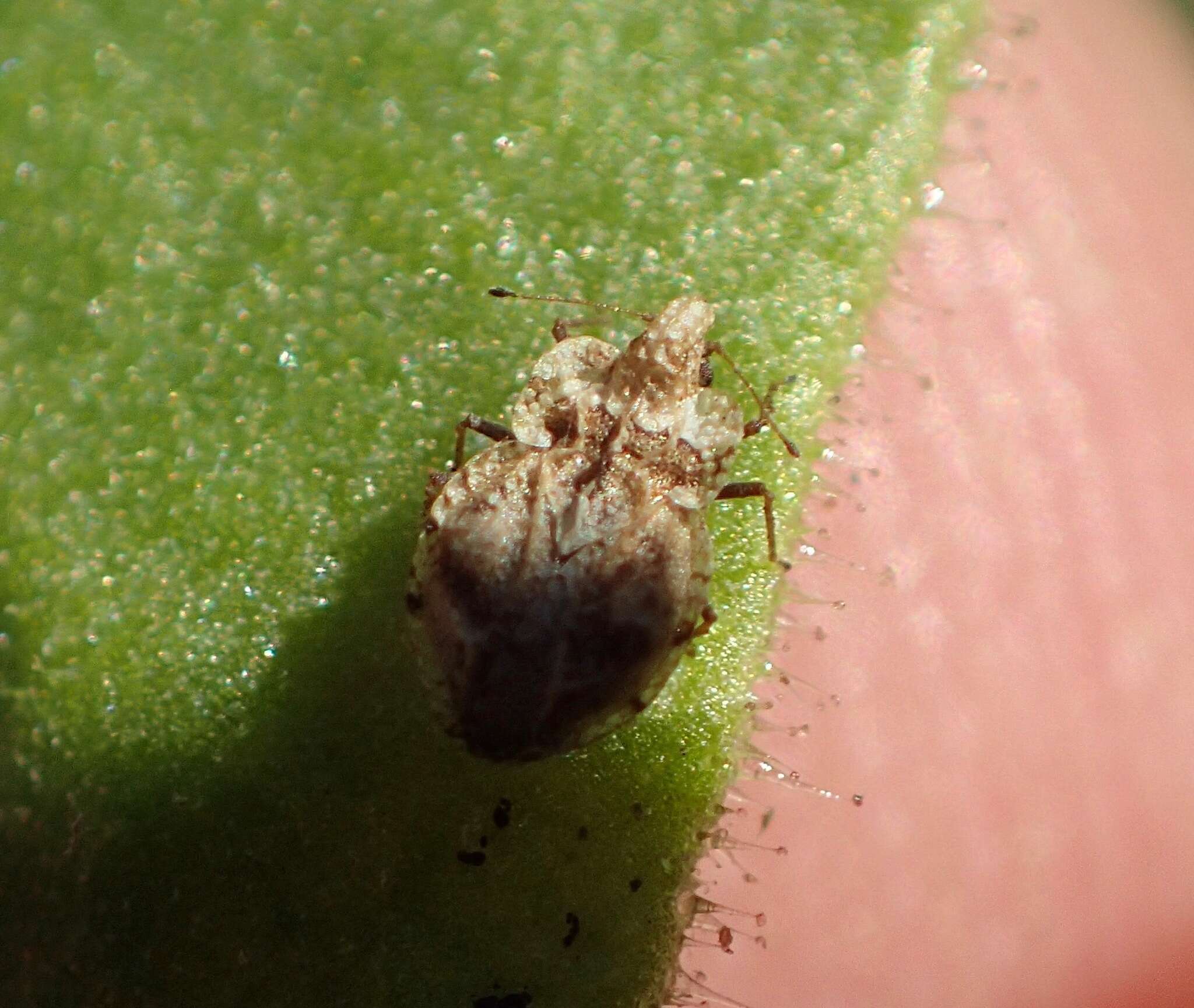 Image of Corythaica venusta (Champion 1898)