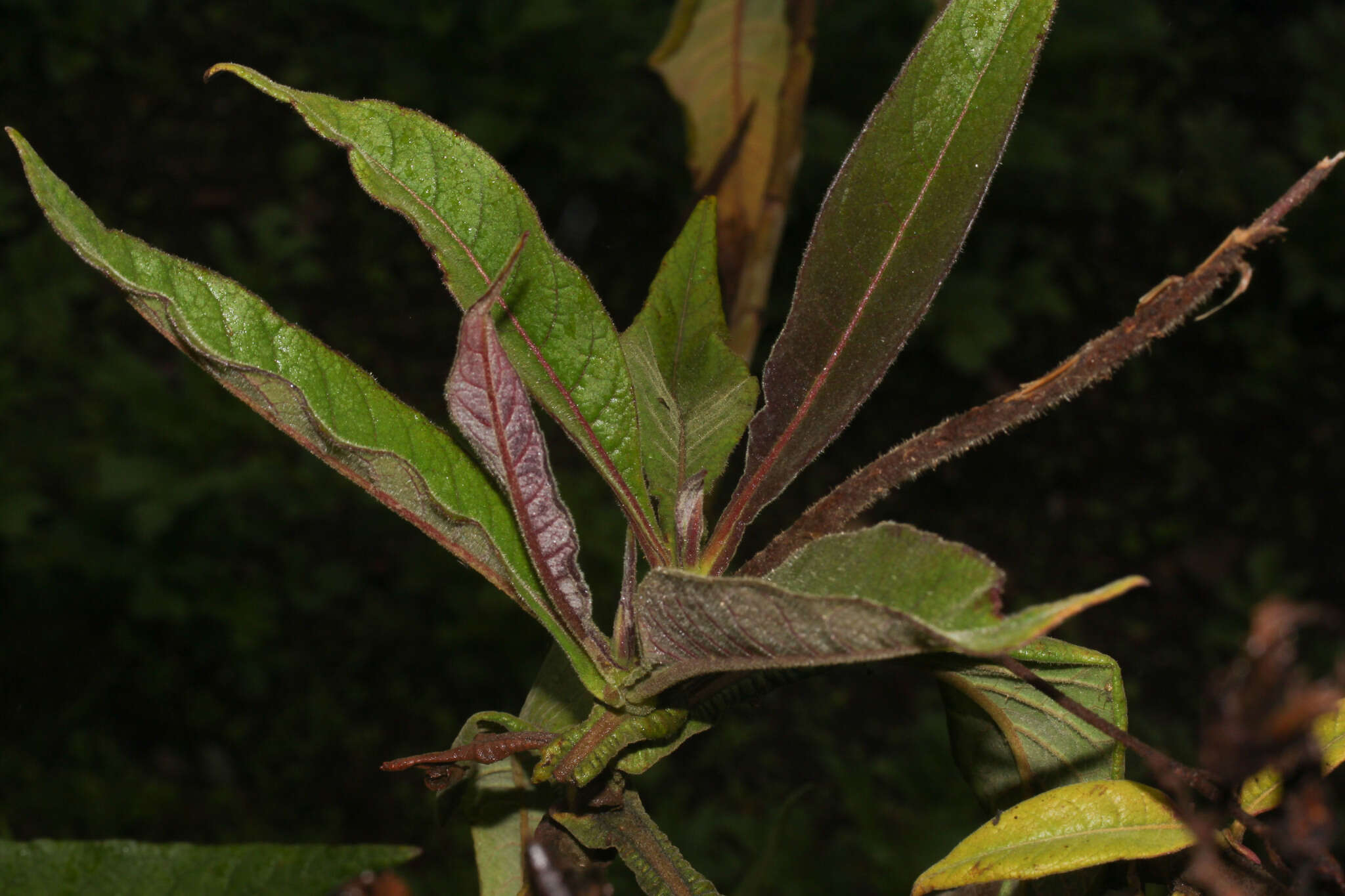 Image of tobacco