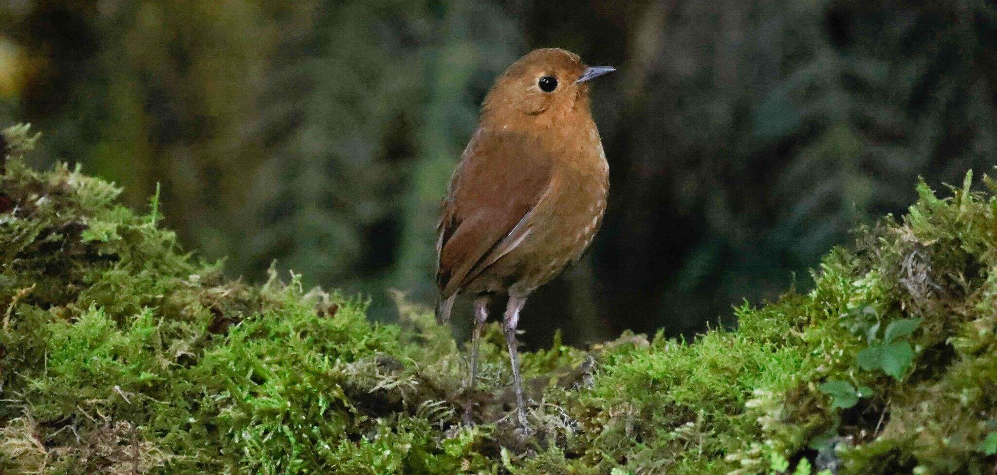 Grallaria saturata resmi