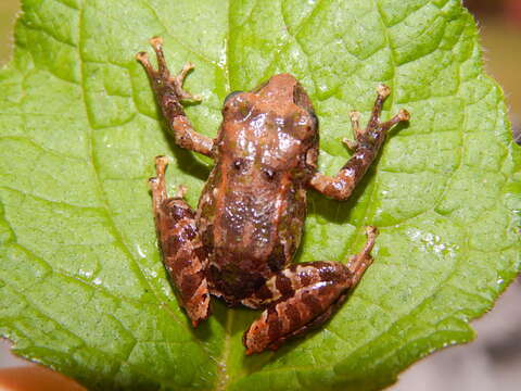 Image de Pristimantis scoloblepharus (Lynch 1991)