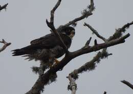 Image of Falco peregrinus minor Bonaparte 1850