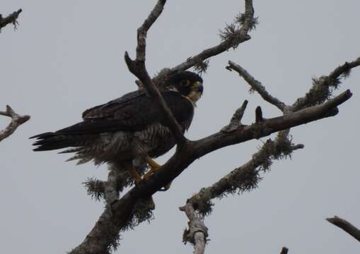 Слика од Falco peregrinus minor Bonaparte 1850