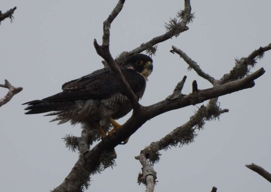 Слика од Falco peregrinus minor Bonaparte 1850