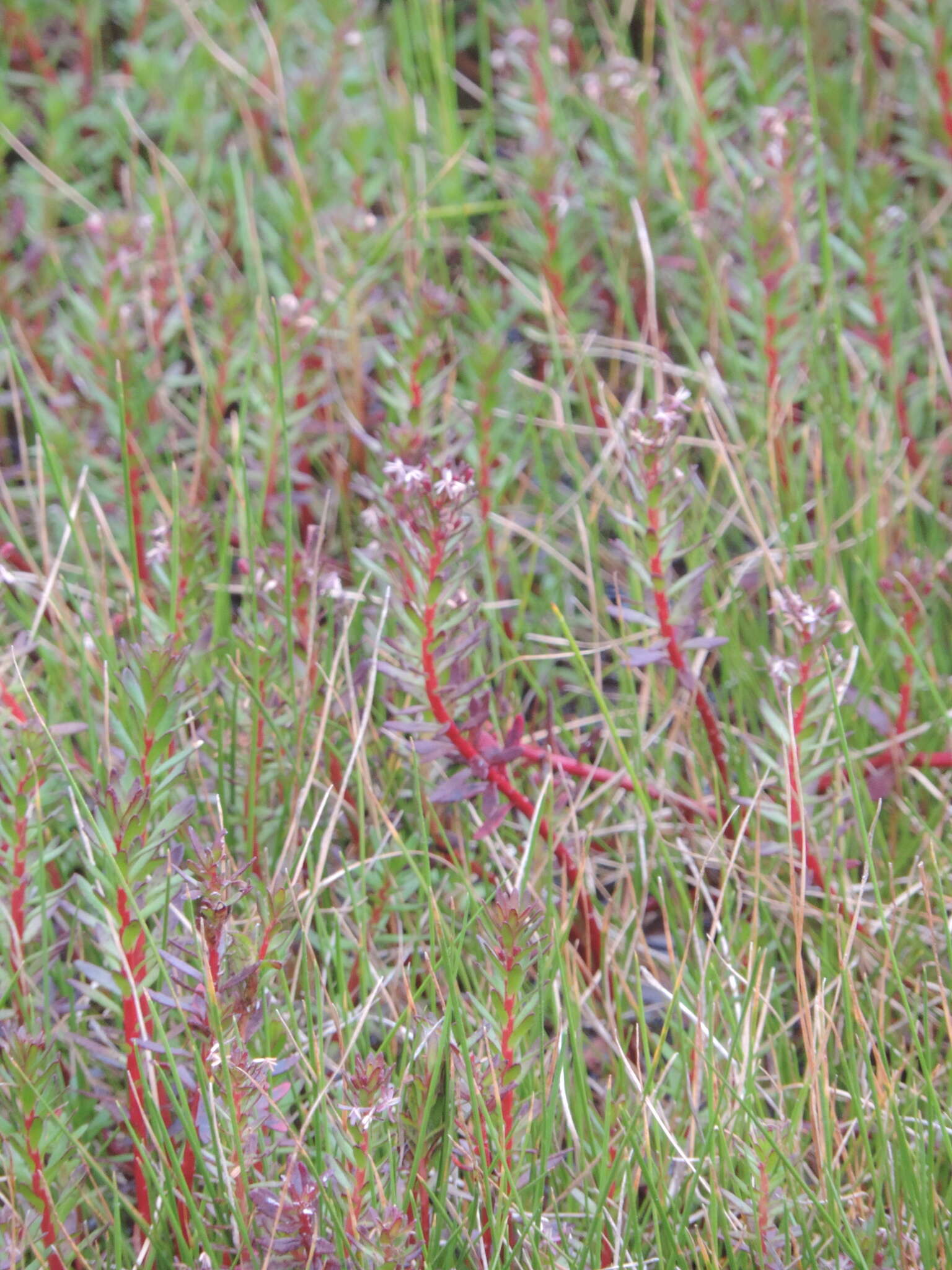 Image of Laurembergia repens subsp. brachypoda (Welw. ex Hiern) Oberm.