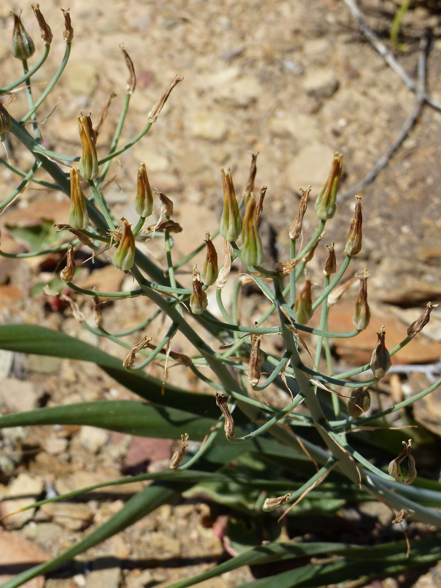 Image of Albuca schoenlandii Baker