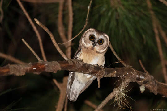 Image of Unspotted Saw-whet Owl