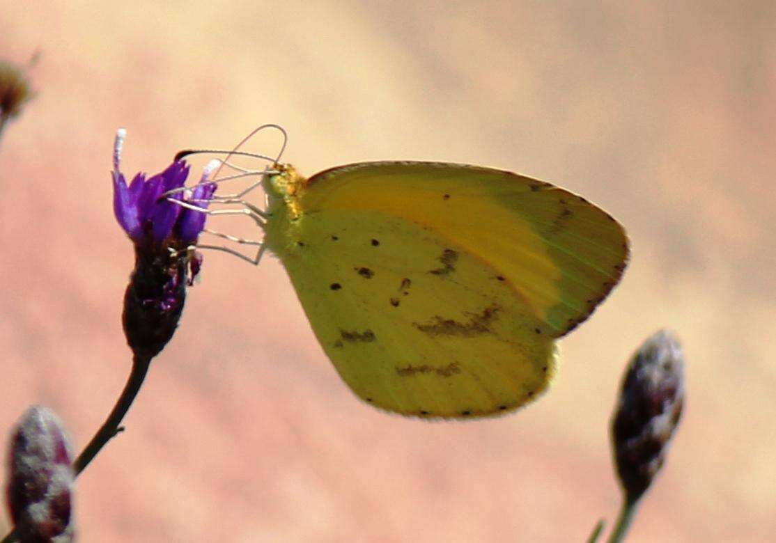 Слика од <i>Eurema <i>brigitta</i></i> brigitta