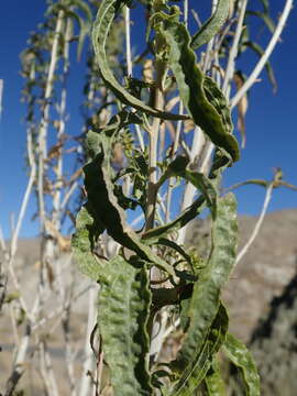 Imagem de Brickellia longifolia var. multiflora (Kellogg) A. Cronq.