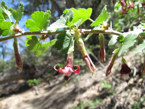 Imagem de Ribes roezlii var. roezlii