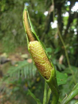 Image of Philodendron propinquum Schott